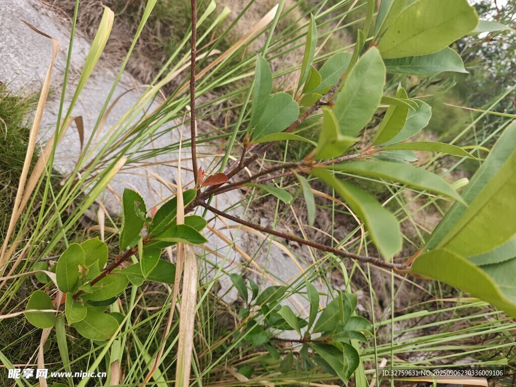 野外綠植特寫