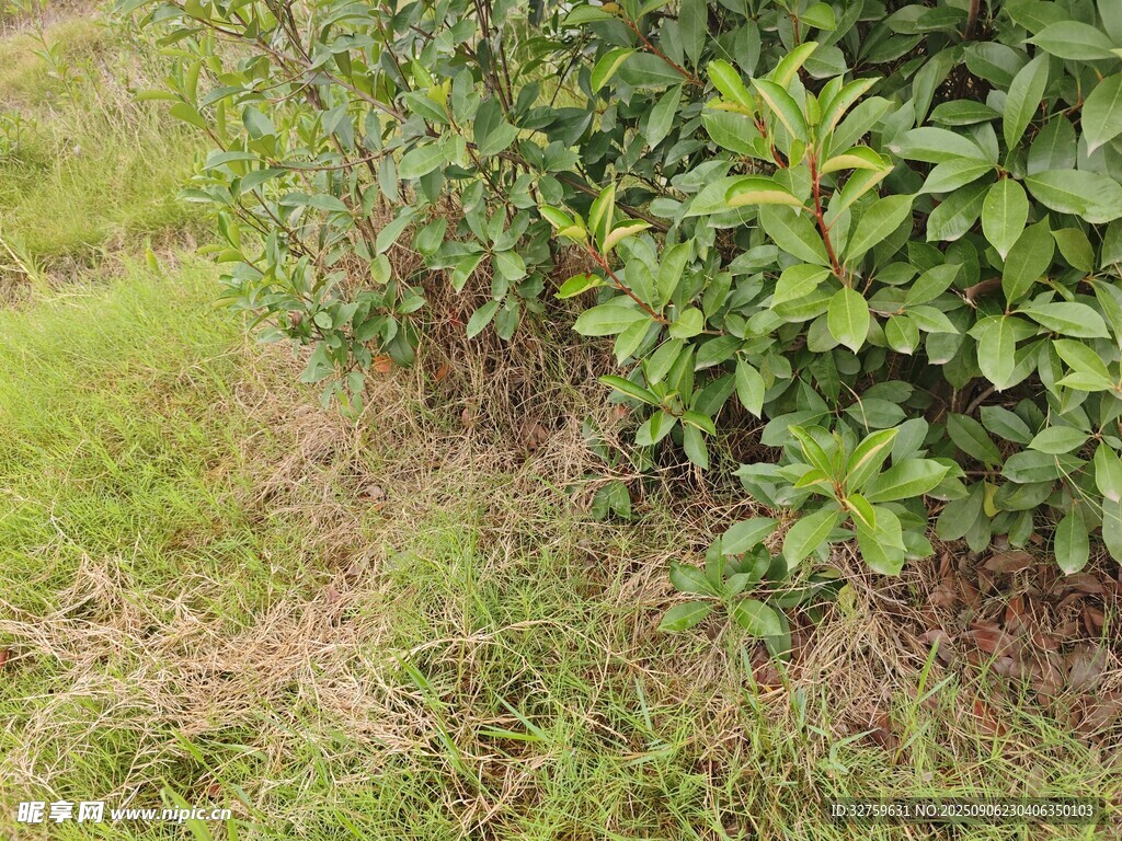 綠葉與草地的自然景致