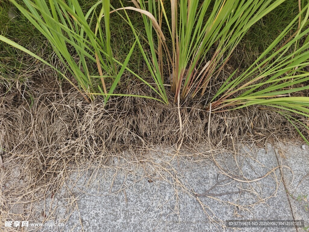 石邊叢生的翠綠野草