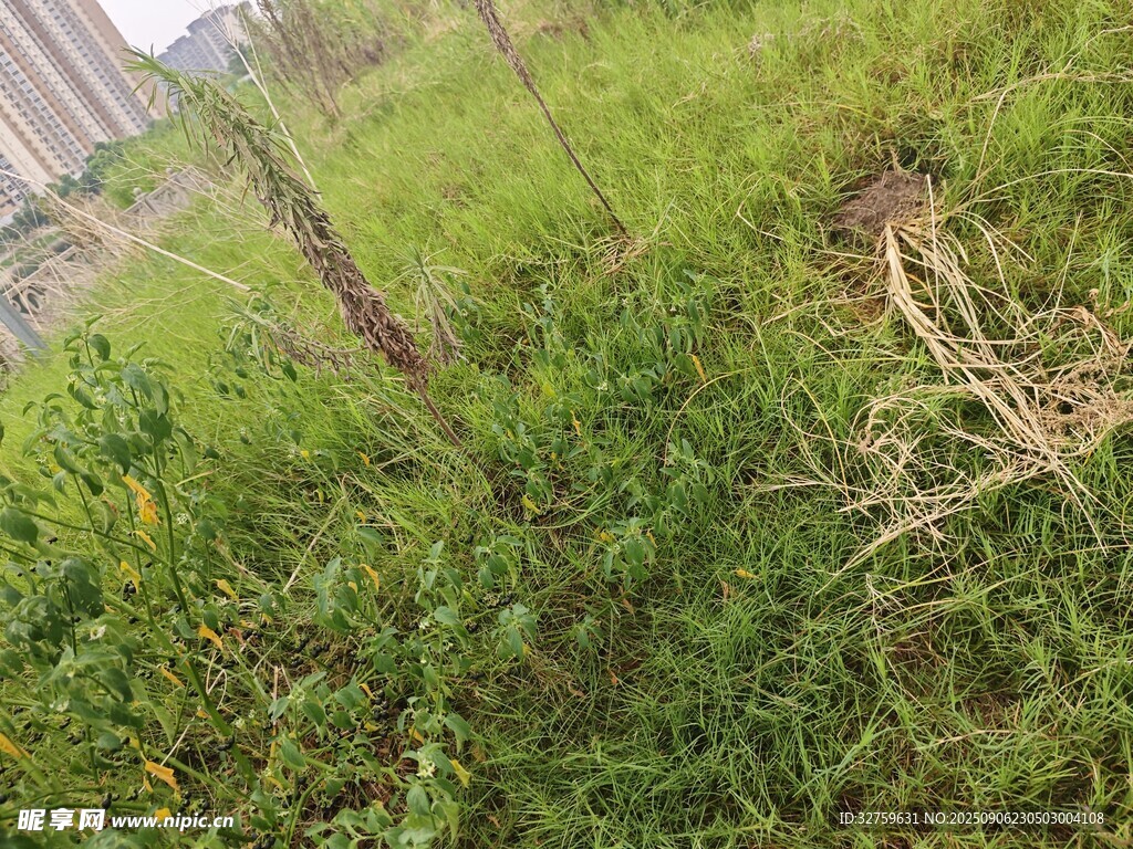 野外草地中的植物根莖