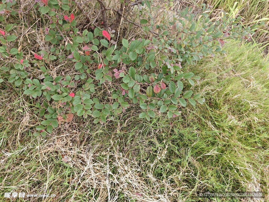 野外叢生的綠色植物