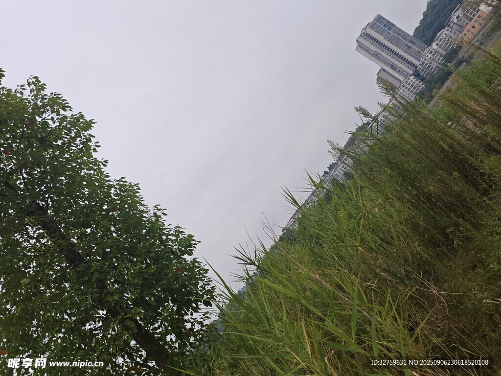 城市邊的草地與綠樹