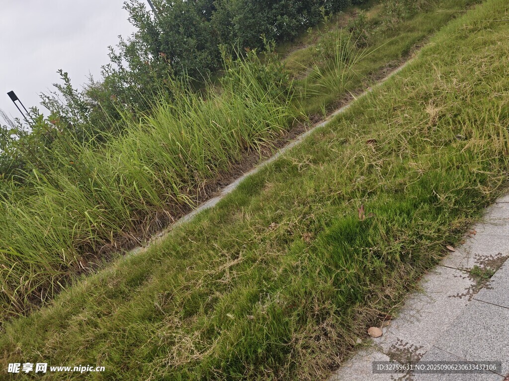 路邊翠綠草地與繁茂植物
