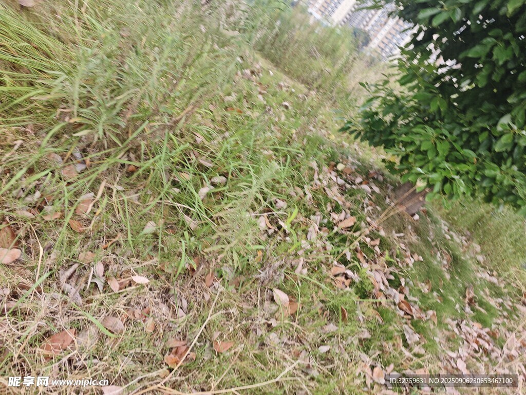 戶外草地場景