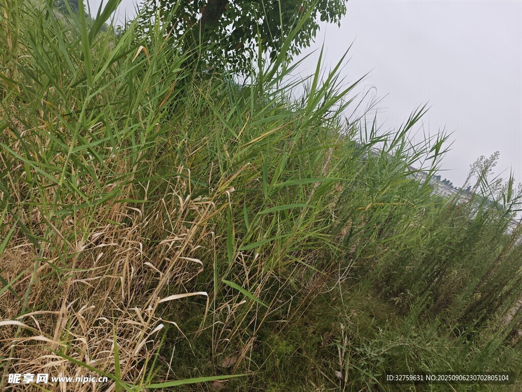 野外茂盛草叢景象