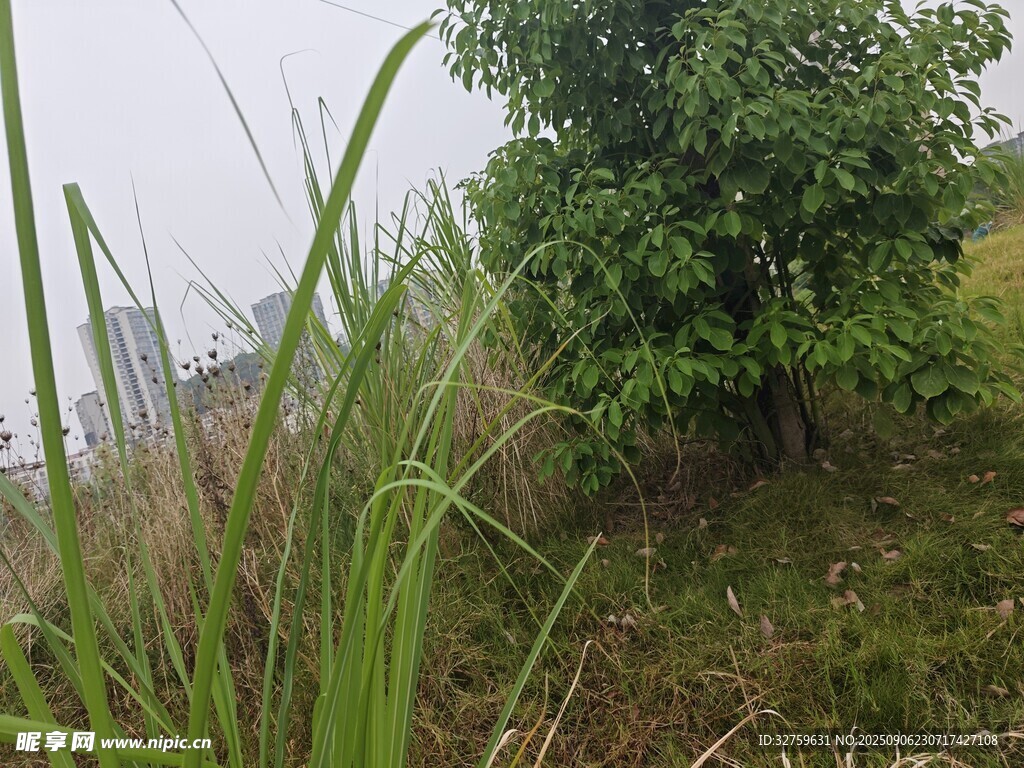 野外綠植景觀