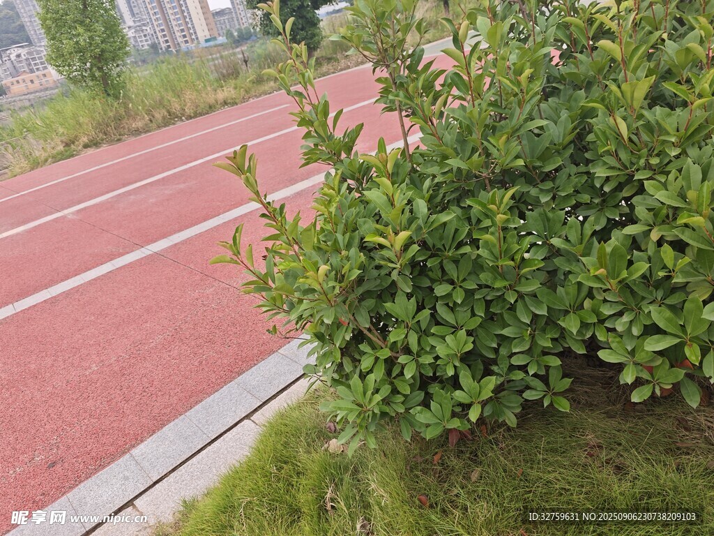 校園紅色跑道旁的綠植