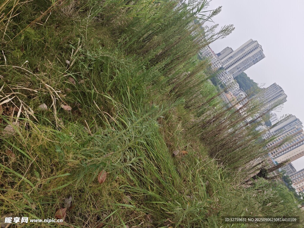 城市邊的茂盛草地景觀
