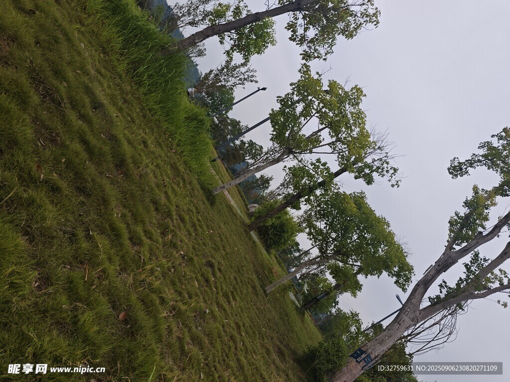 草地旁的樹(shù)木風(fēng)景