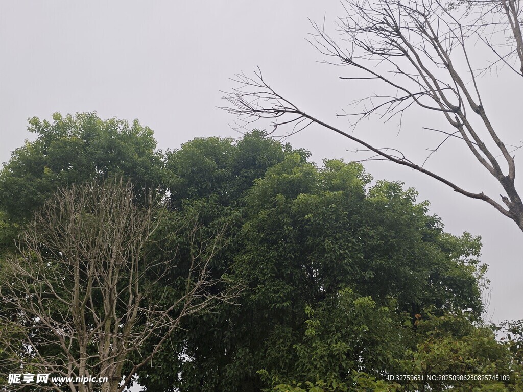 茂密樹林中的樹木景觀