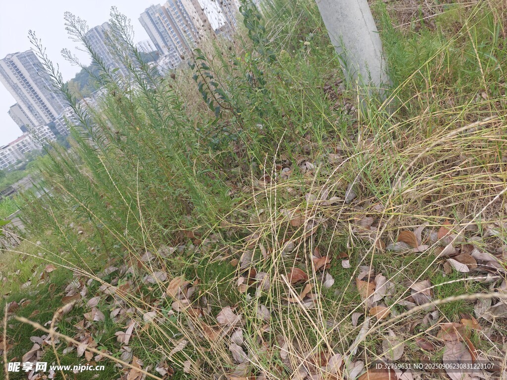 城市邊的雜草景觀