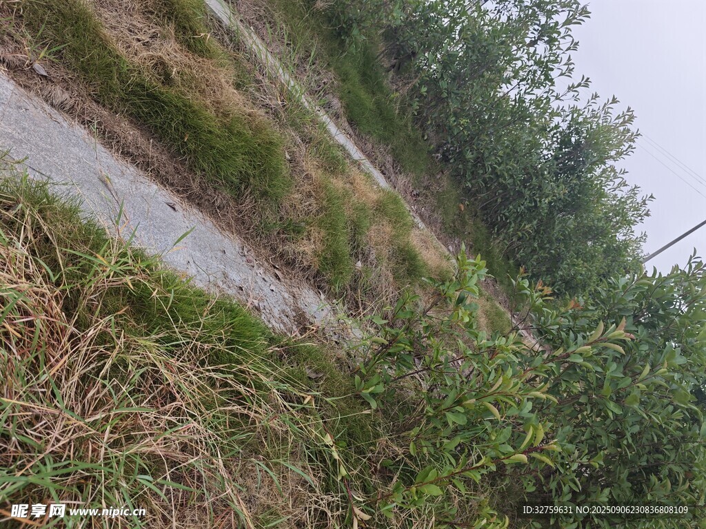 山間蜿蜒小路旁繁茂草木