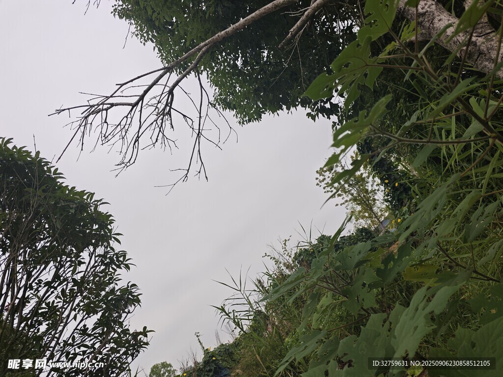 仰視林間樹枝與繁茂植被