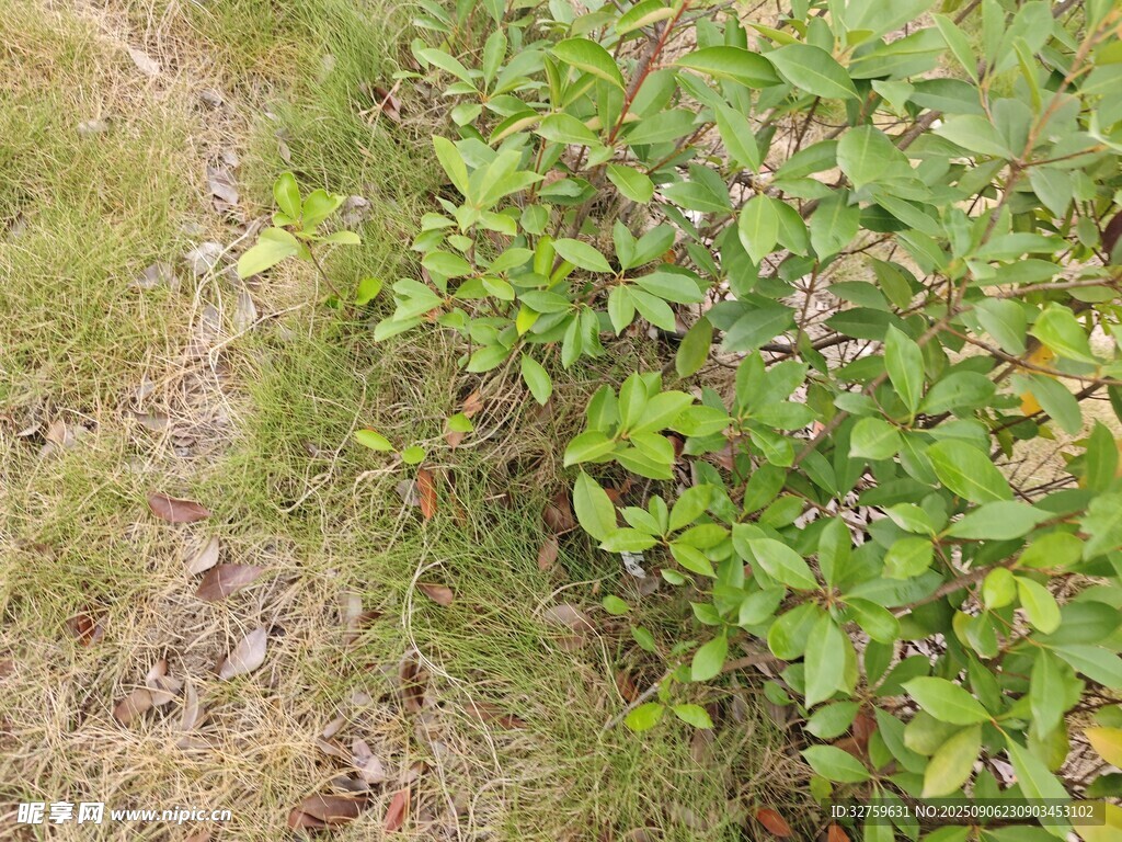 野外綠植與草地景象