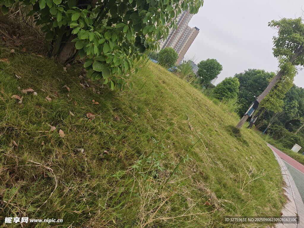 路邊綠意盎然的草地