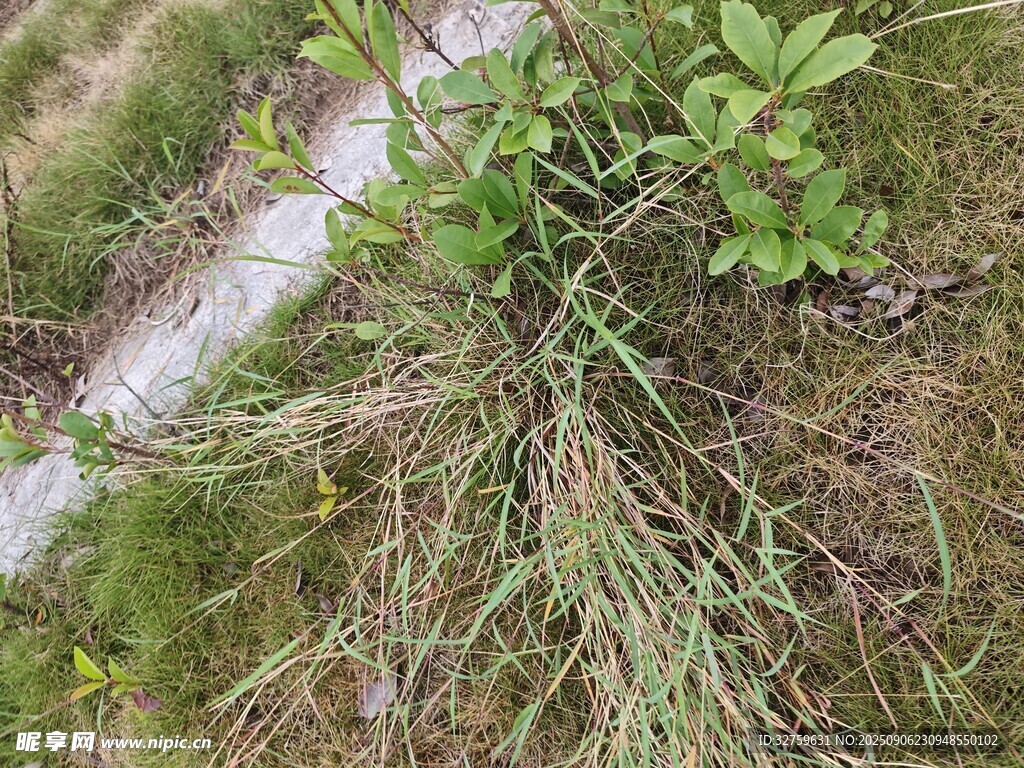 小徑旁的叢生野草