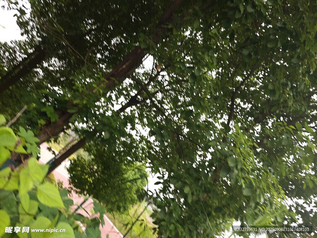 夏日繁茂綠樹景觀