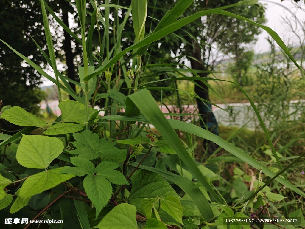 綠意盎然的植物景觀
