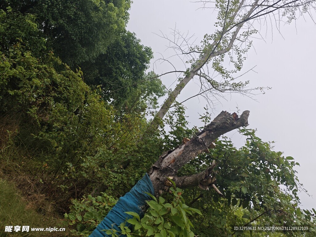山林中傾斜的藍布包裹樹木