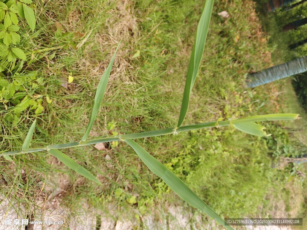 戶外草地中的綠色植物