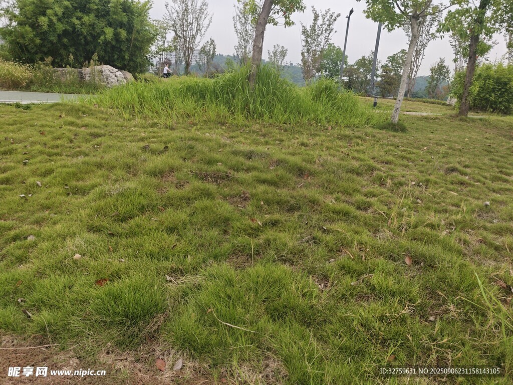 戶外翠綠草地景觀