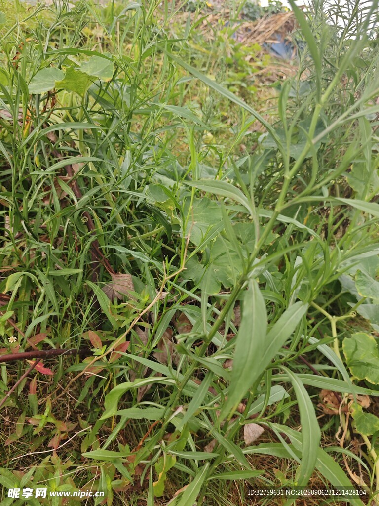 野外繁茂的綠色植物