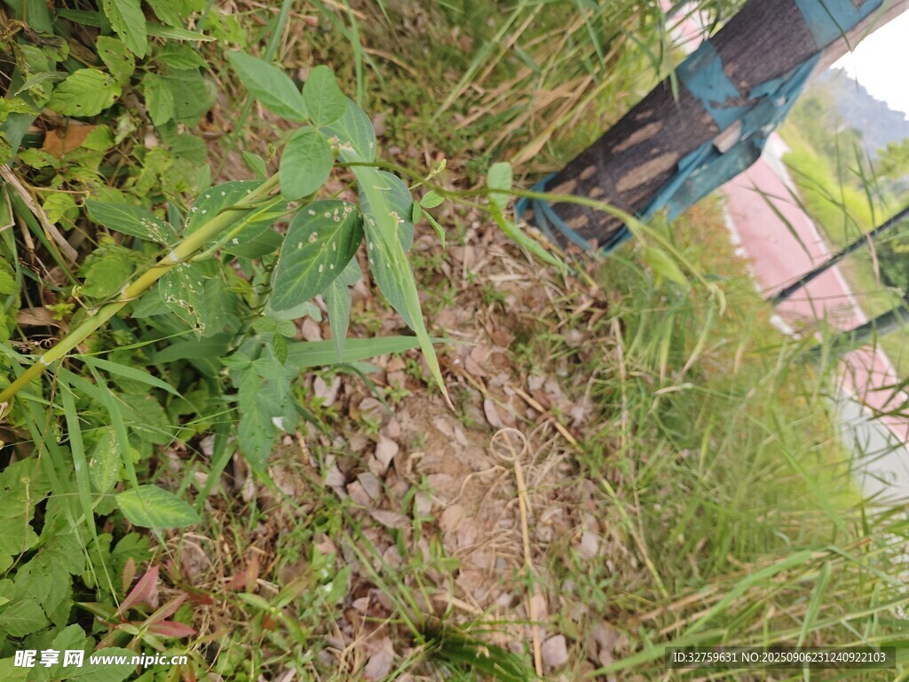 戶外草叢中的植物景象