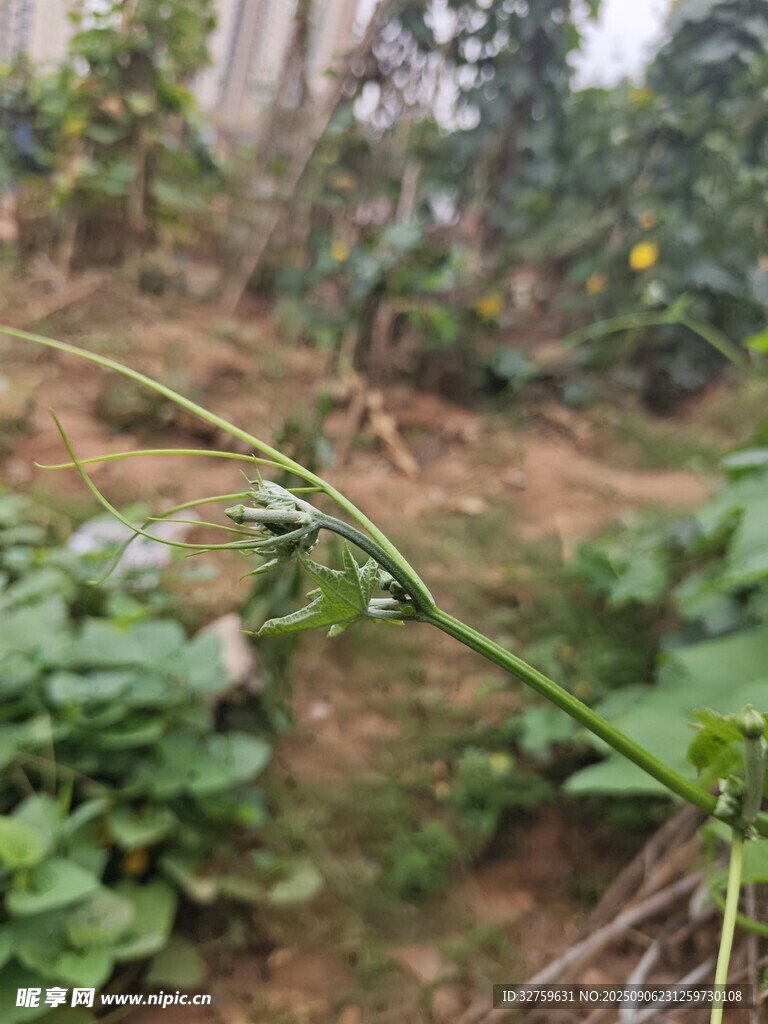 田間植物特寫