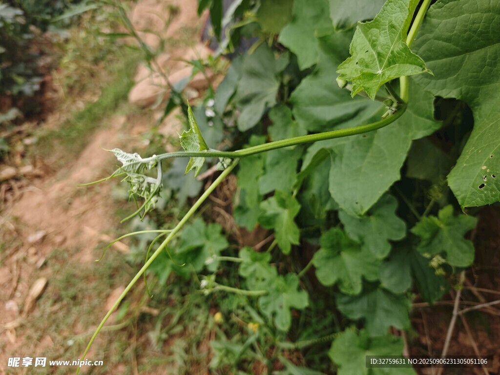 田間綠色植物與細長莖稈
