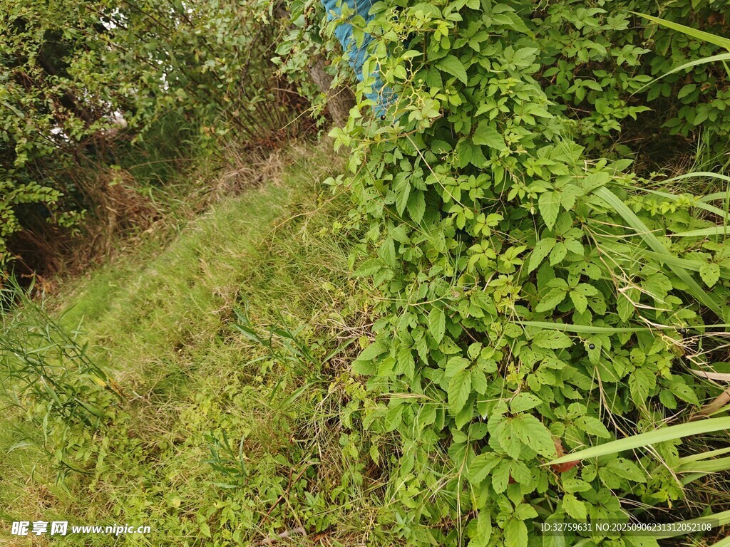 綠意盎然的山坡植被景觀
