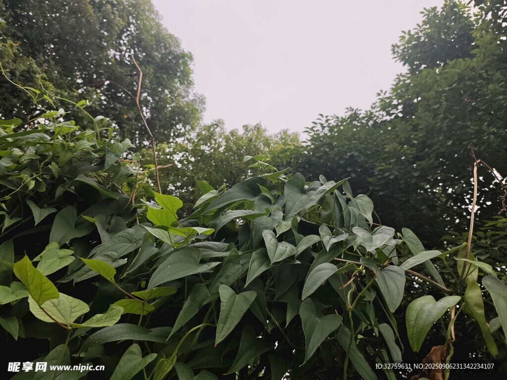 繁茂綠植 