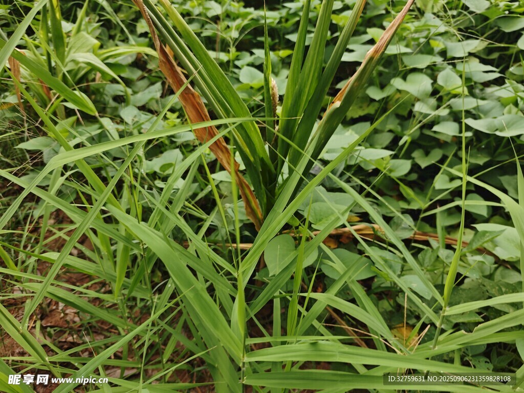 茂盛的綠色植物景觀