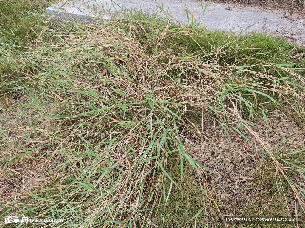 地面上的雜亂青草
