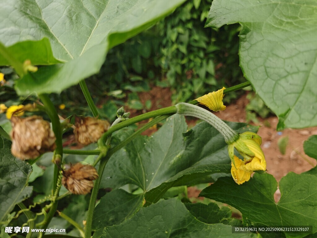藤蔓上的黃色南瓜花