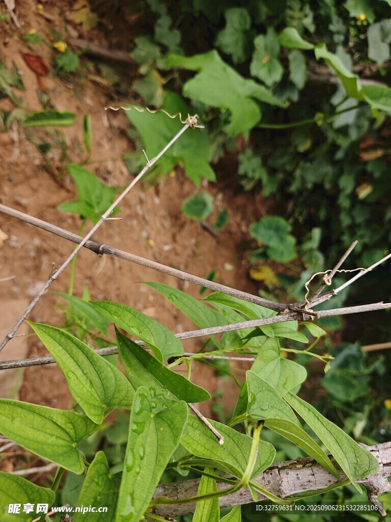 藤蔓植物纏繞在支架上