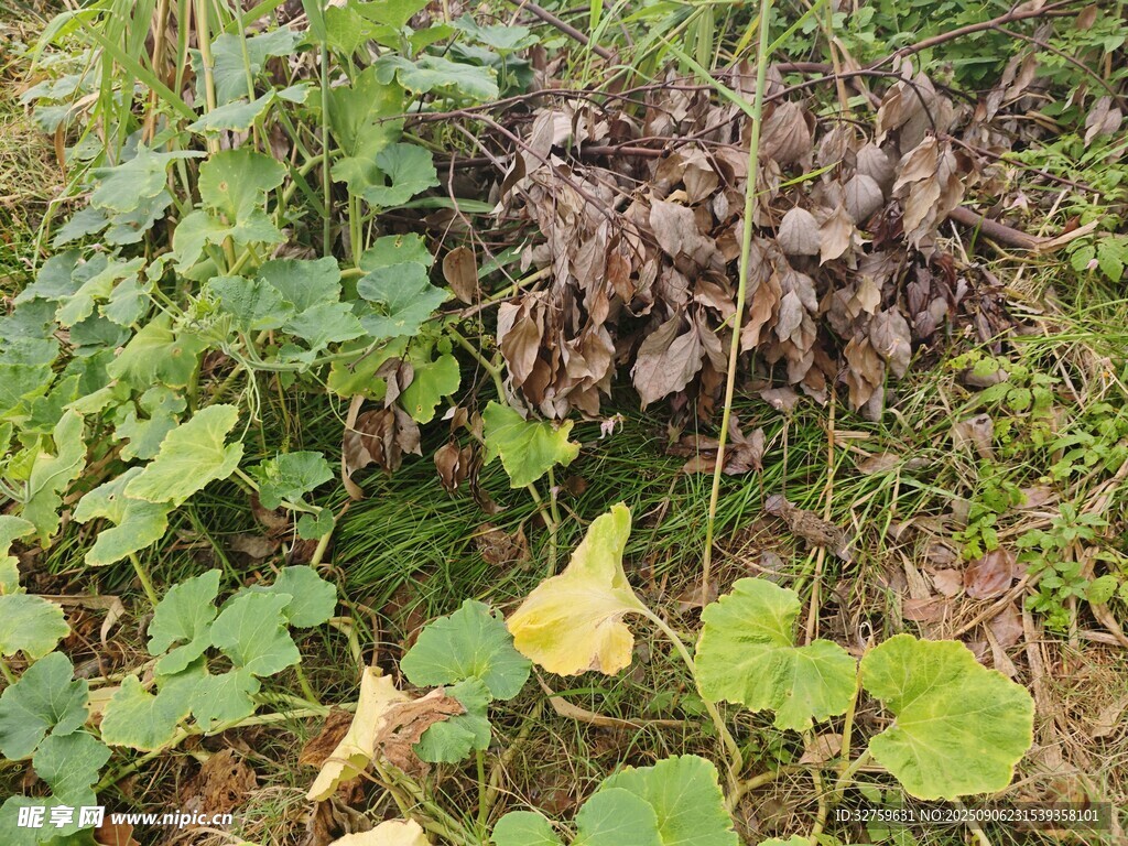 草叢中的植物與干枯豆莢