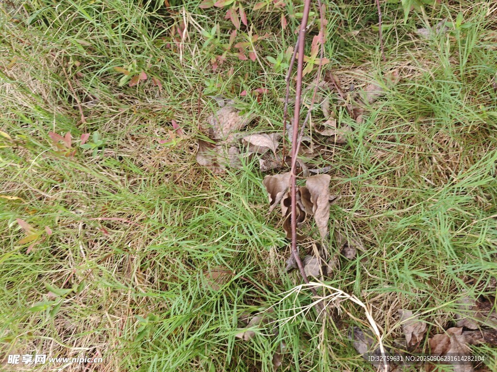 野外雜草叢中的植物根莖