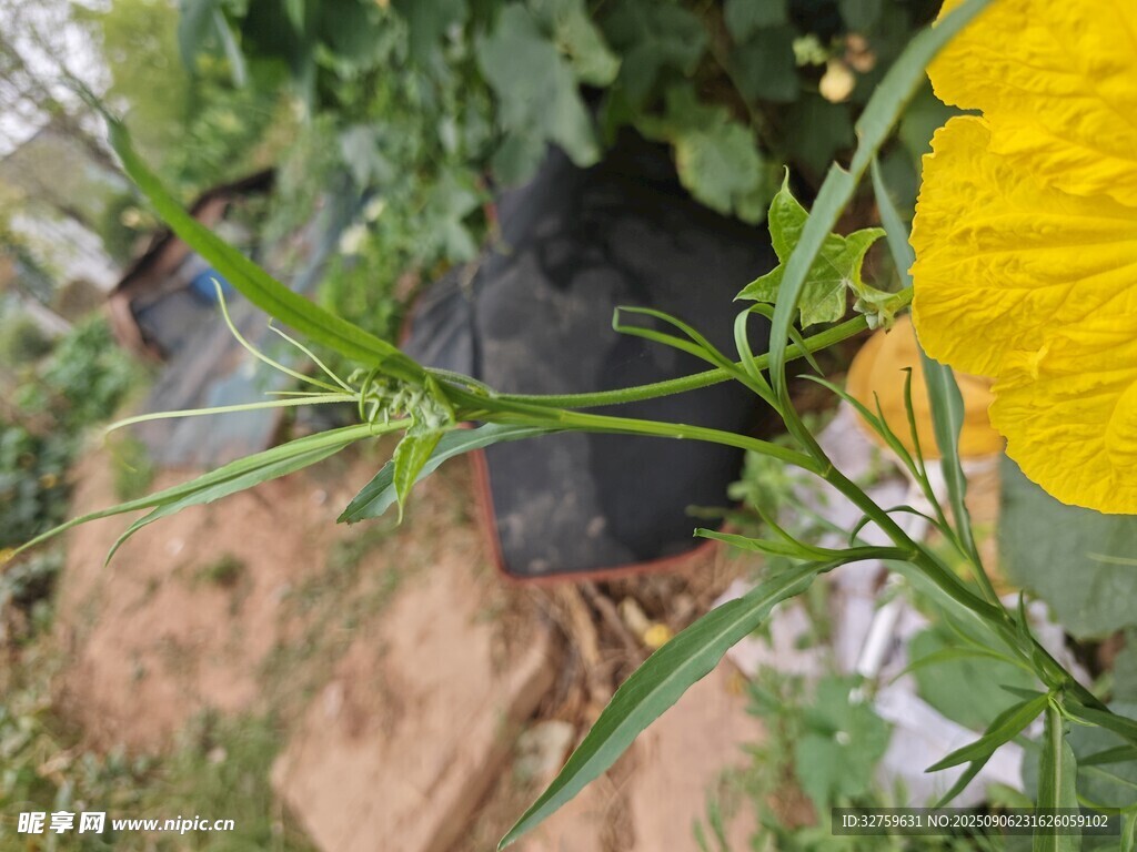 黃色瓜花特寫