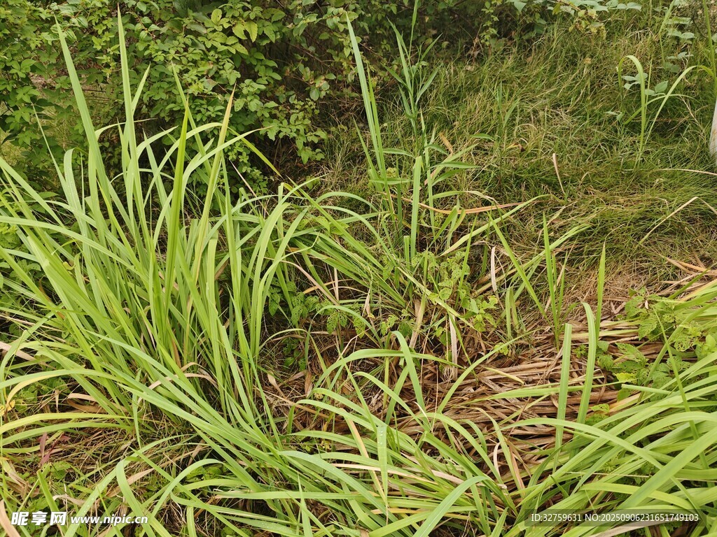 翠綠草叢生機(jī)盎然