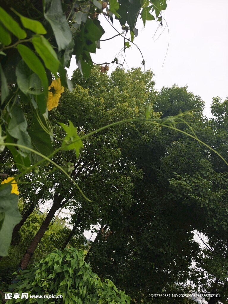 繁茂綠植間的自然景致