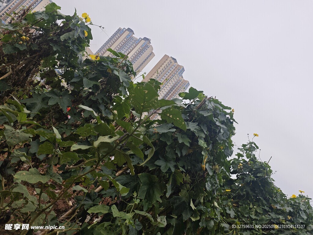 城市邊的繁茂綠植景觀