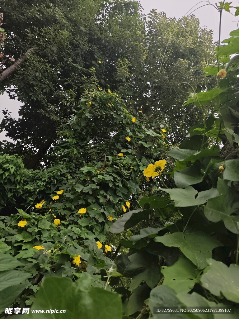 綠葉間綻放的燦爛小黃花