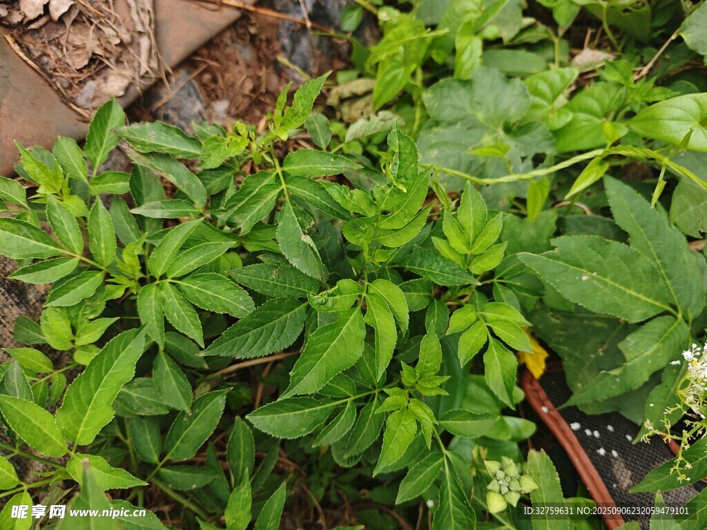 綠葉繁茂的庭院植物