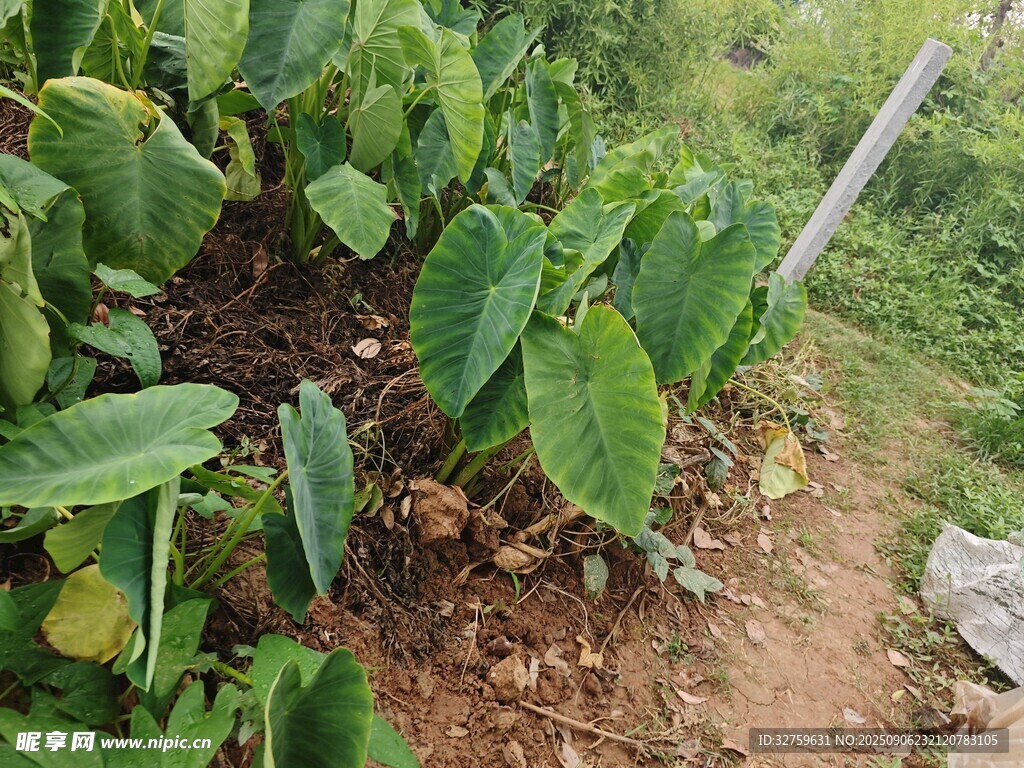 農(nóng)田中的綠色植物
