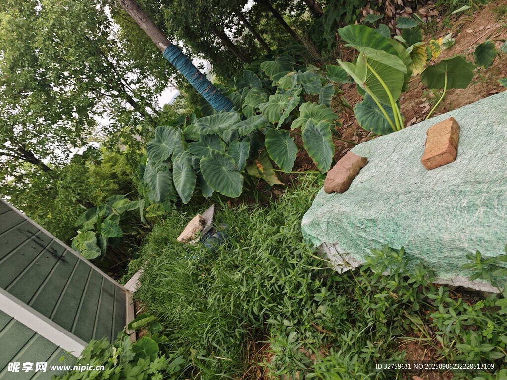 庭院綠植覆蓋的一角