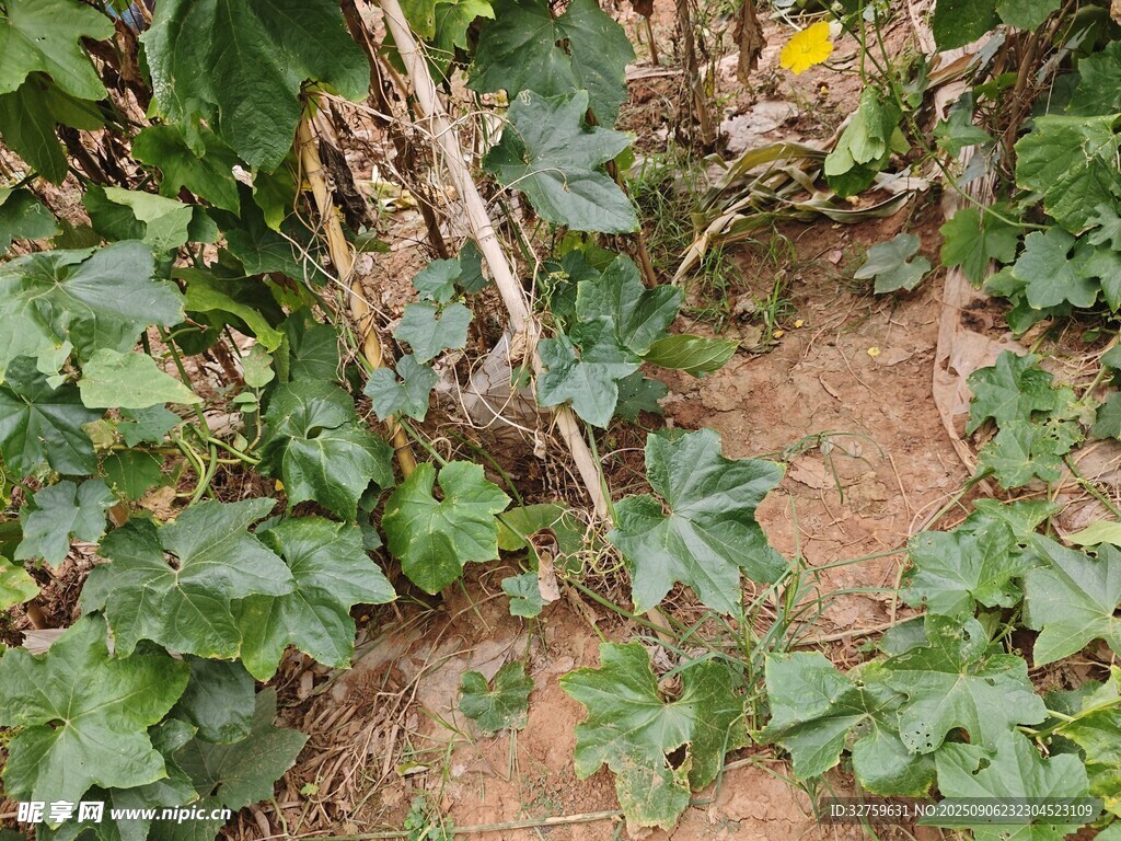 藤蔓植物纏繞于支架上