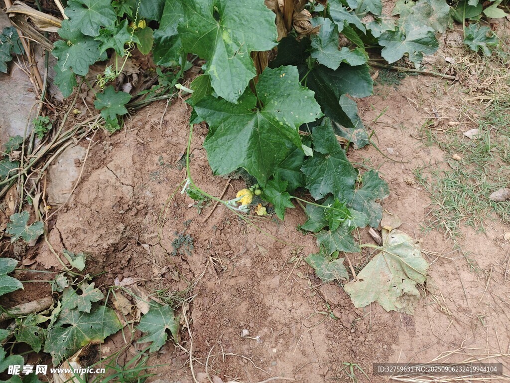 地面生長的綠色植物與小花