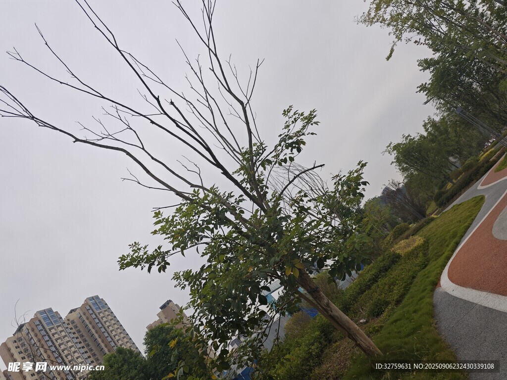 城市公園中的光禿樹木