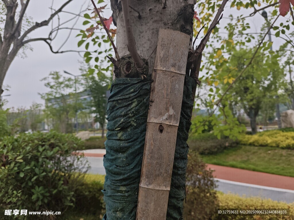 裹布樹(shù)木的園林景觀