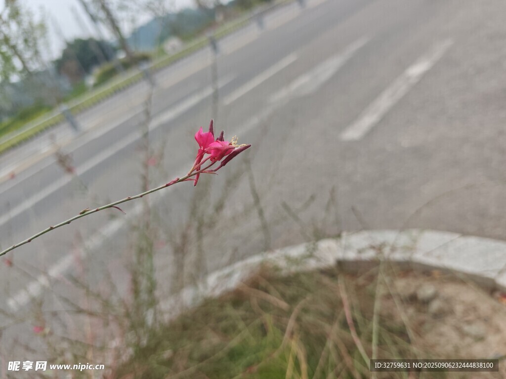 路邊綻放的鮮艷小紅花